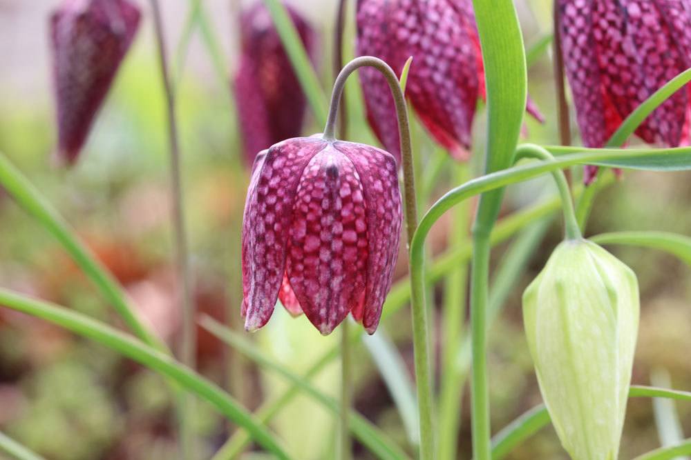 Schachbrettblume findet man in freier Natur eher selten