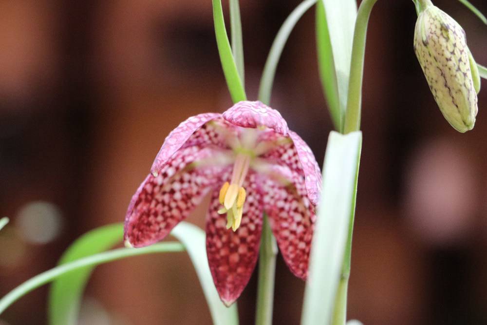 Schachbrettblume mit geöffneter Blüte