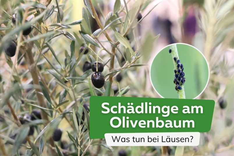 Schädlinge am Olivenbaum Titel