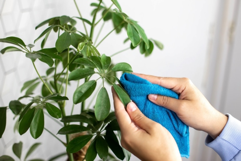 Blätter der Schefflera mit Lappen abwischen