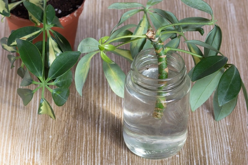 Schefflera-Stecklinge im Wasserglas