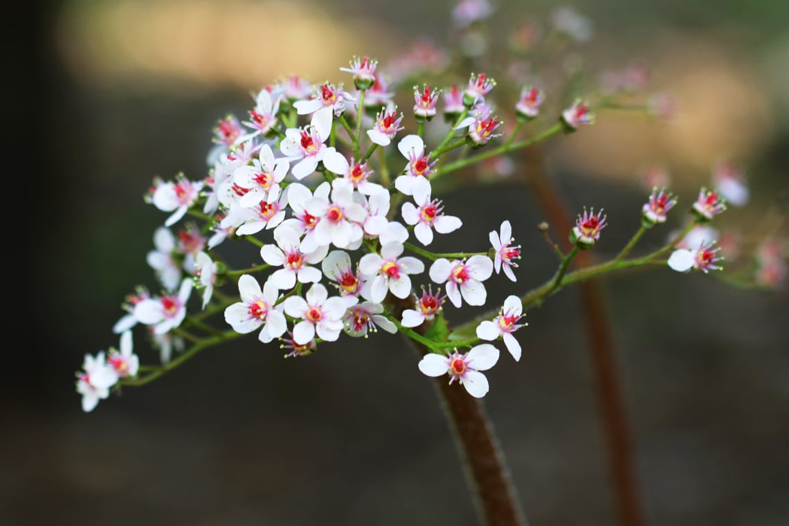 Schildblatt - Darmera peltata