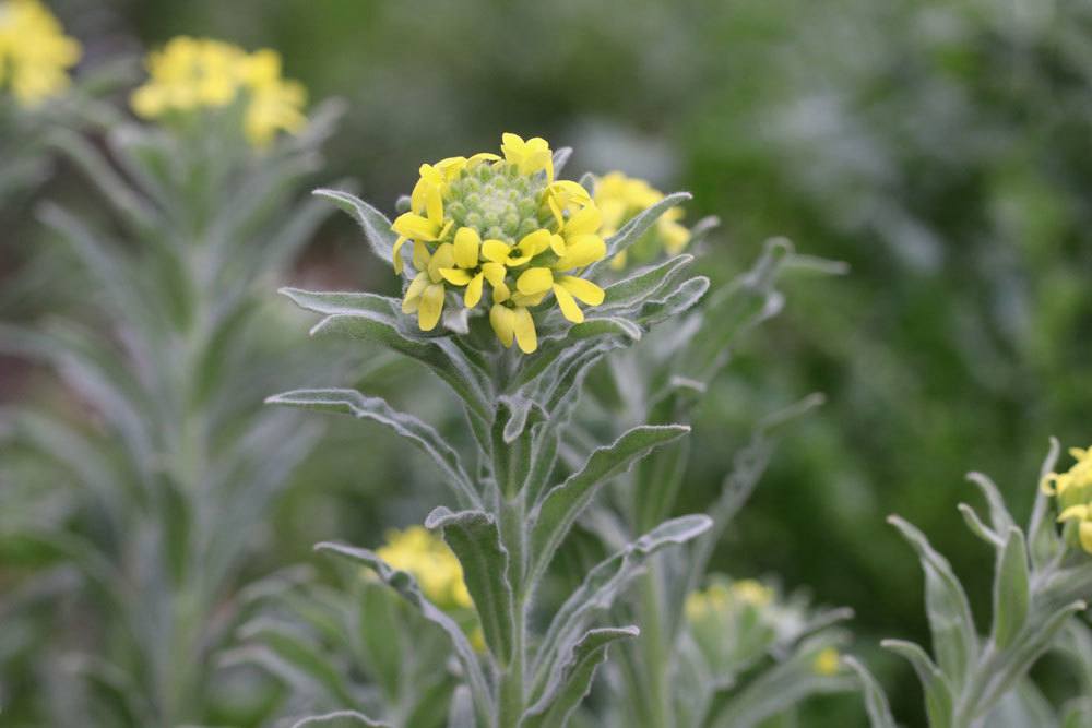 Schildkresse, Fibigia clypeata