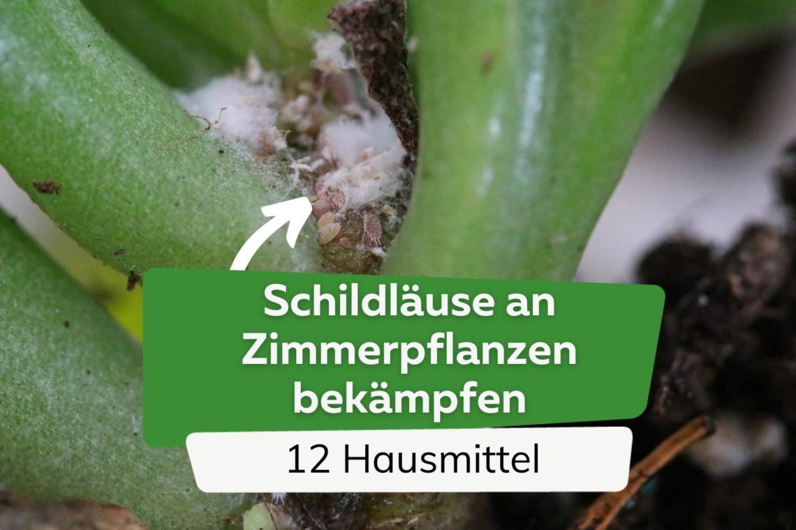 Schildläuse an Zimmerpflanzen bekämpfen