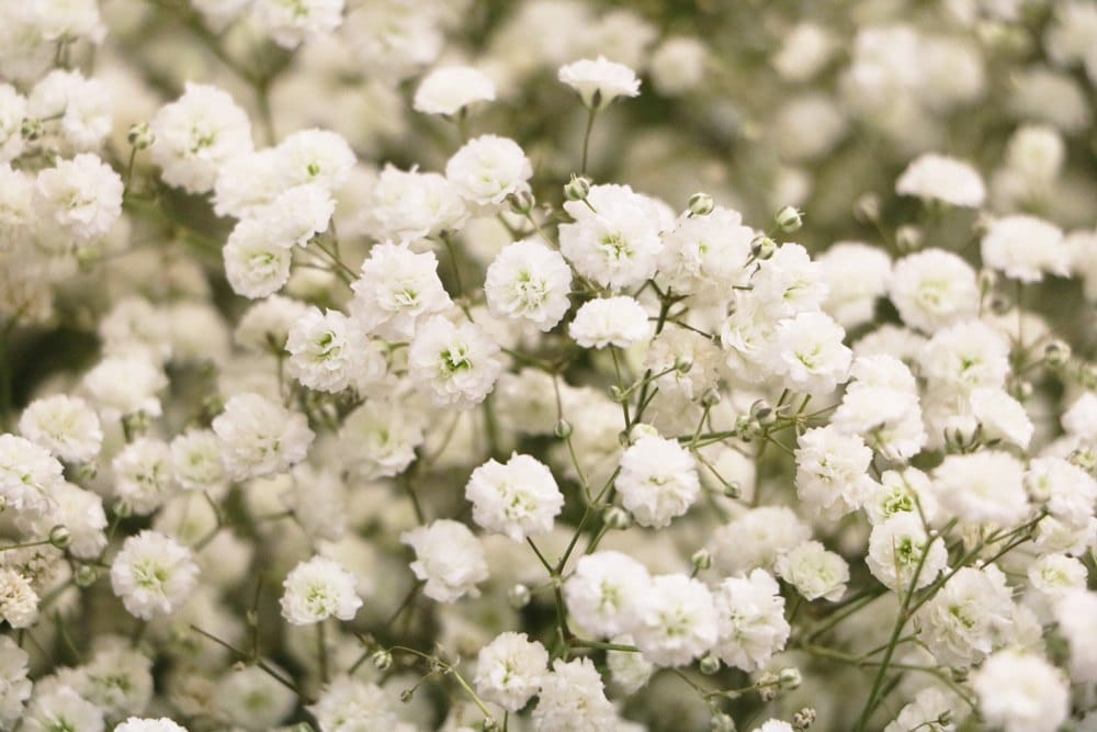 Schleierkraut - Gypsophila