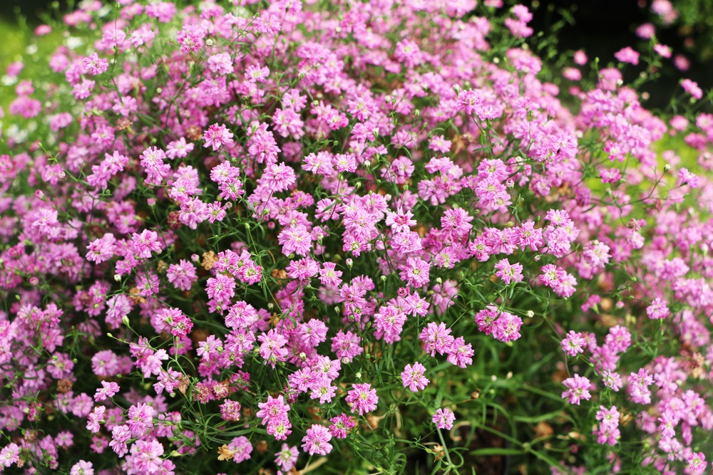 Schleierkraut - Gypsophila paniculata