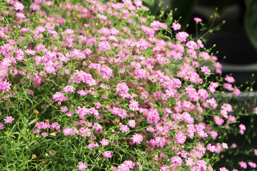 Schleierkraut - Gypsophila paniculata