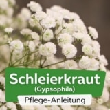 Schleierkraut (Gypsophila)