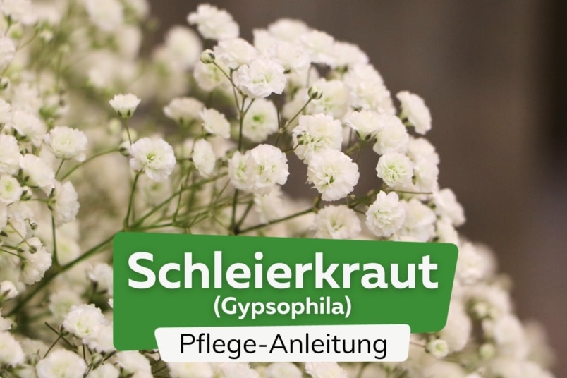 Schleierkraut (Gypsophila)