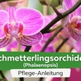 Schmetterlingsorchidee (Phalaenopsis)