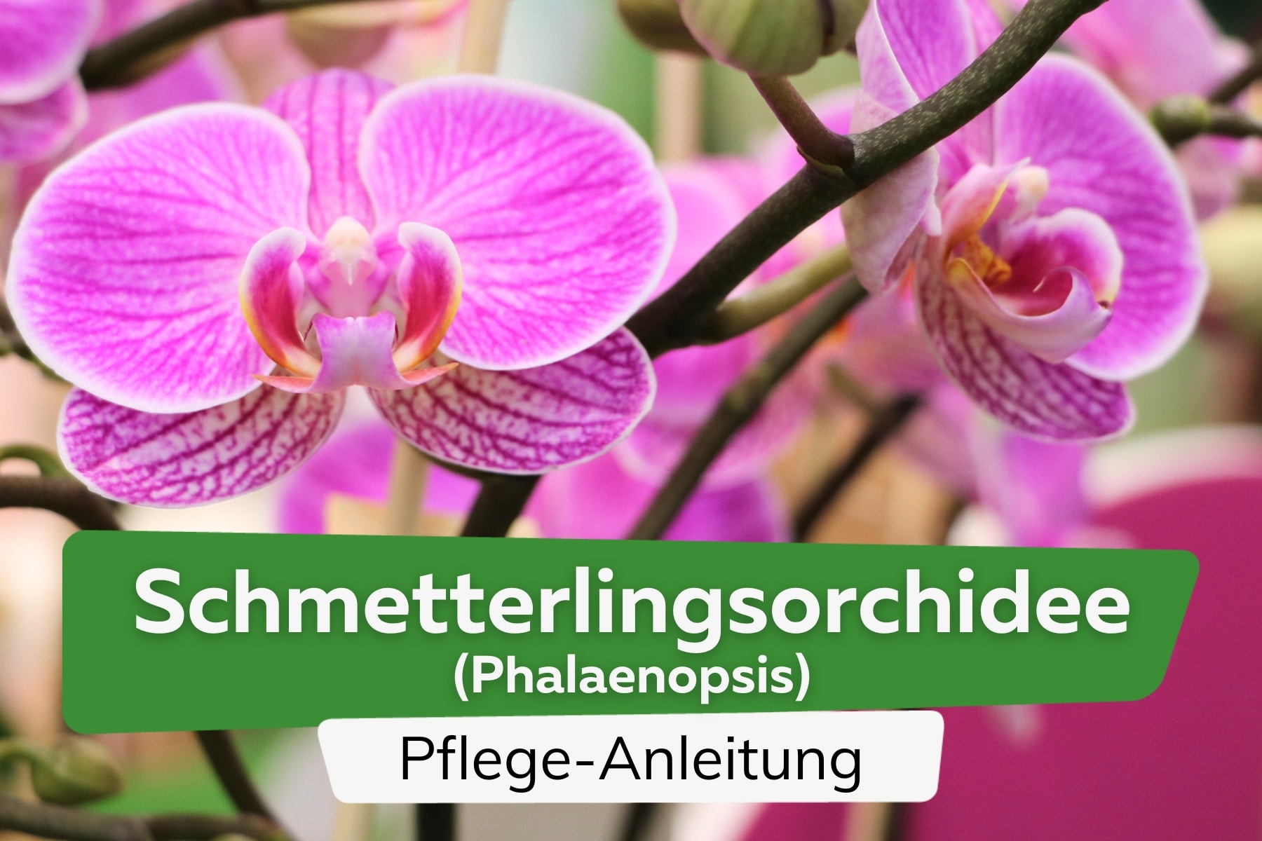 Schmetterlingsorchidee (Phalaenopsis)