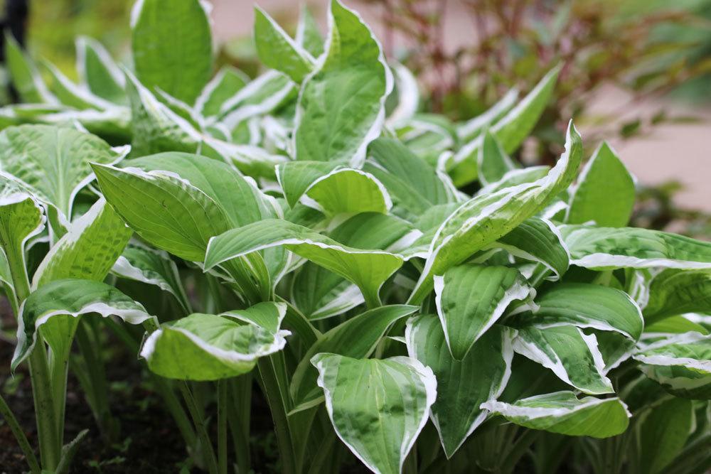 Schneefeder - Funkie - Hosta