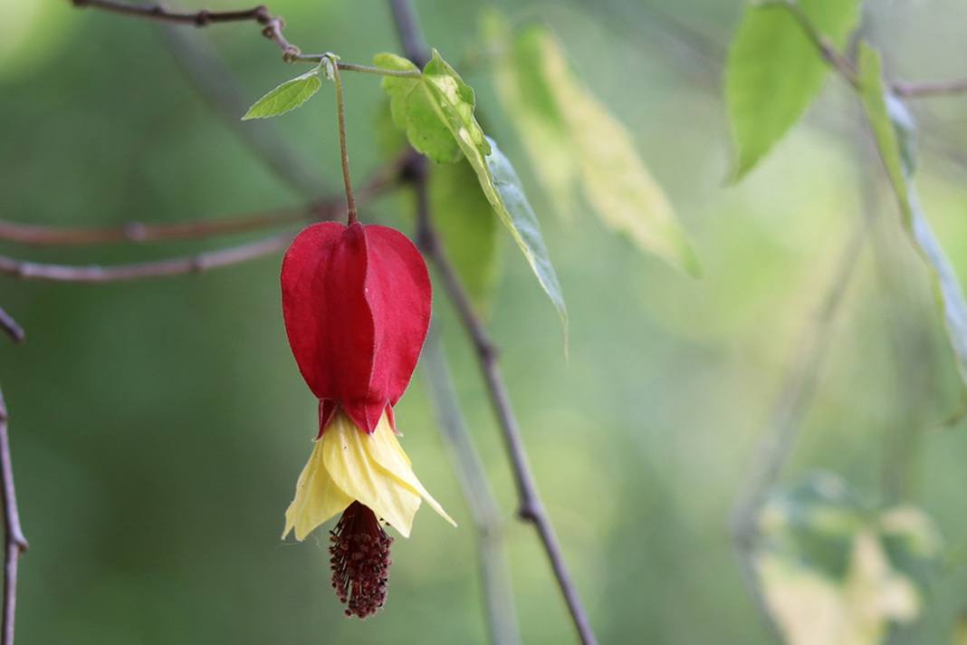 Abutilon megapotamicum