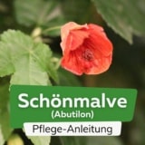 Schönmalve (Abutilon)