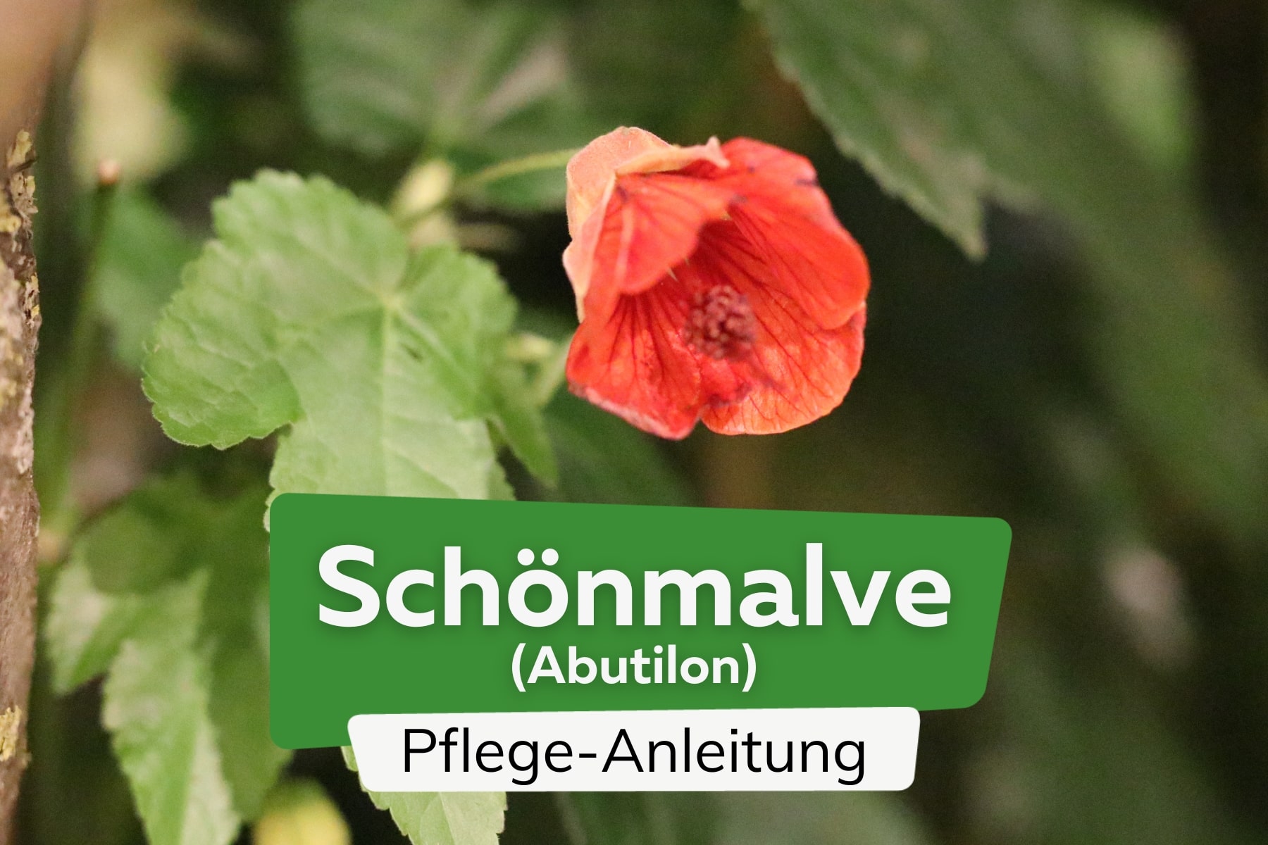 Schönmalve (Abutilon)