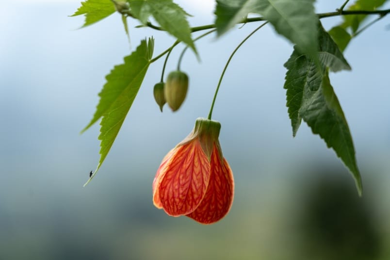 Blüte der Schönmalve (Abutilon pictum 'Thompsonii')