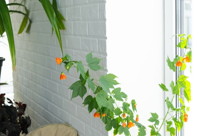 Schönmalve (Abutilon) an Fenster