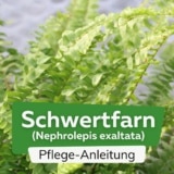 Schwertfarn (Nephrolepis exaltata)