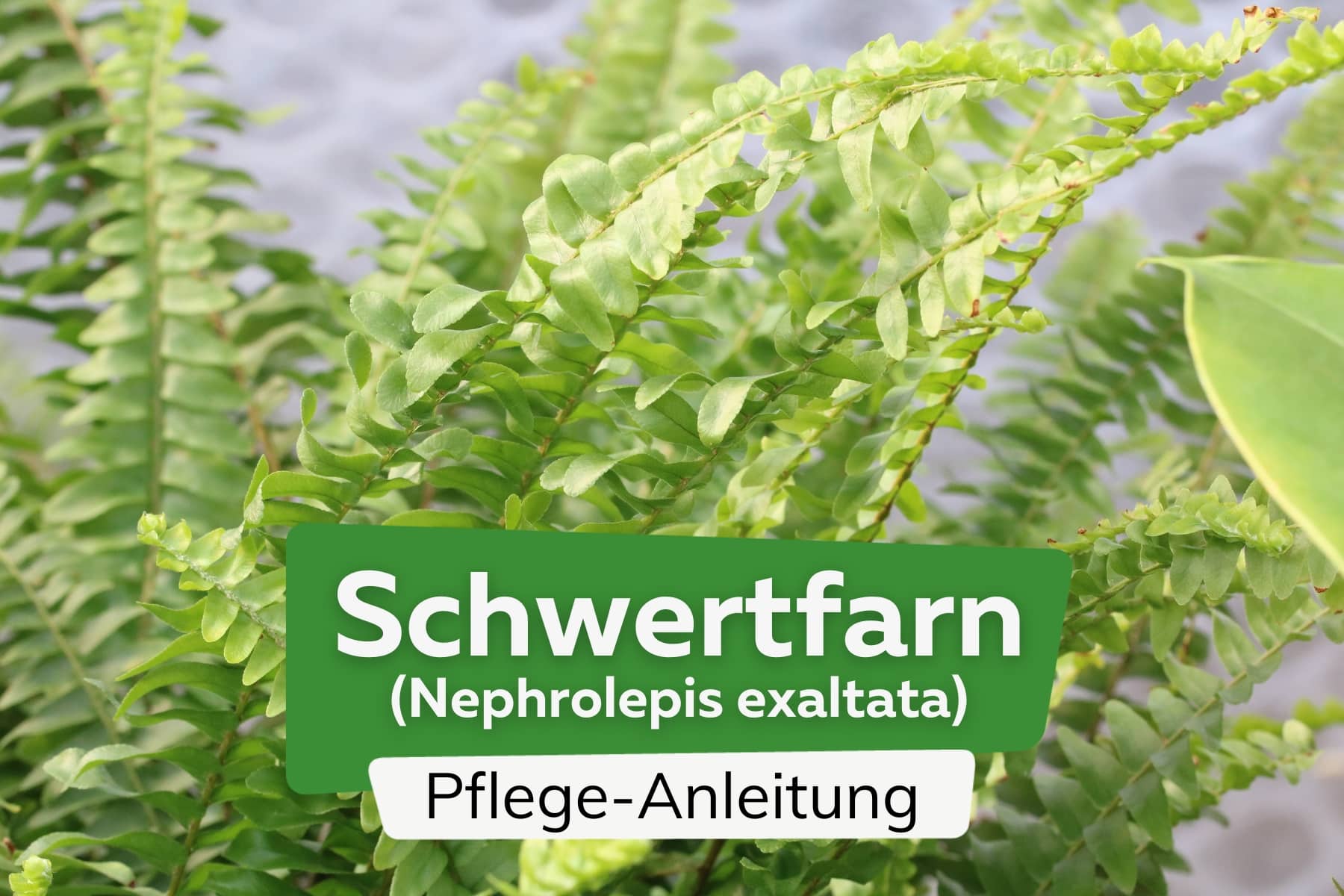 Schwertfarn (Nephrolepis exaltata)