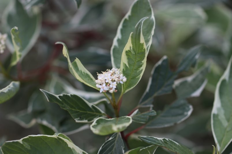 Sibirischer Hartriegel (Cornus alba 'sibirica')