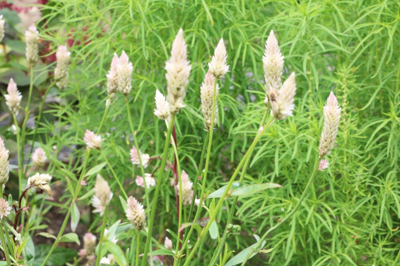 Silber-Brandschopf (Celosia argentea)