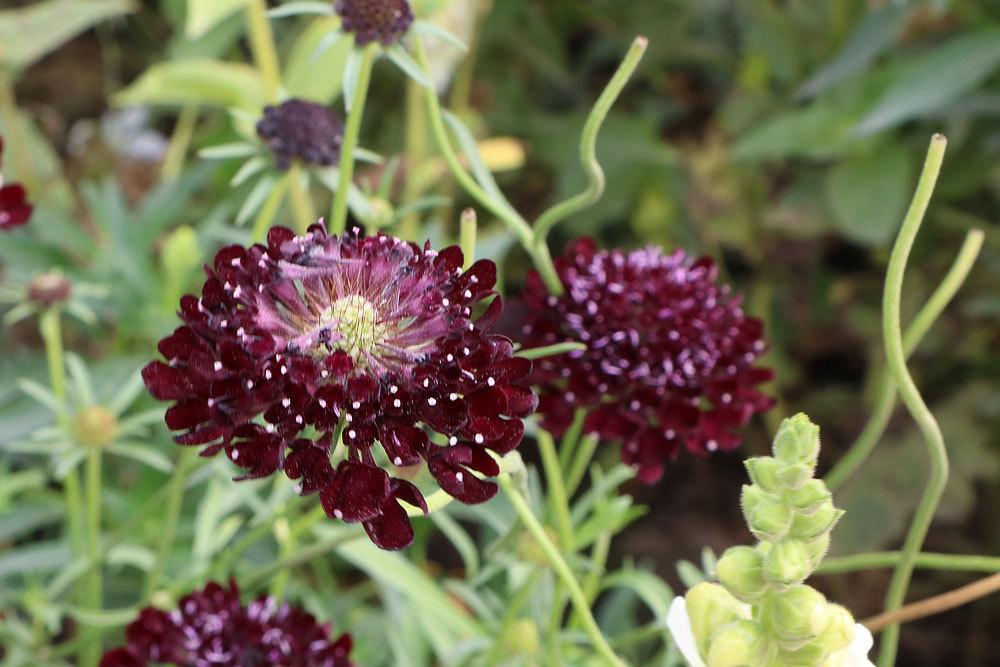 Scabiosa atropurpurea, Black Night Skabiose