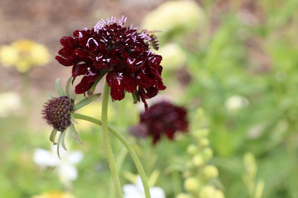 cabiosa atropurpurea, Black Night Skabiose