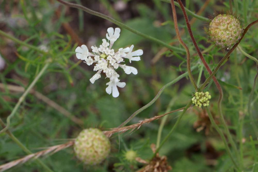 Scabiosa georgica, Georgische Skabiose