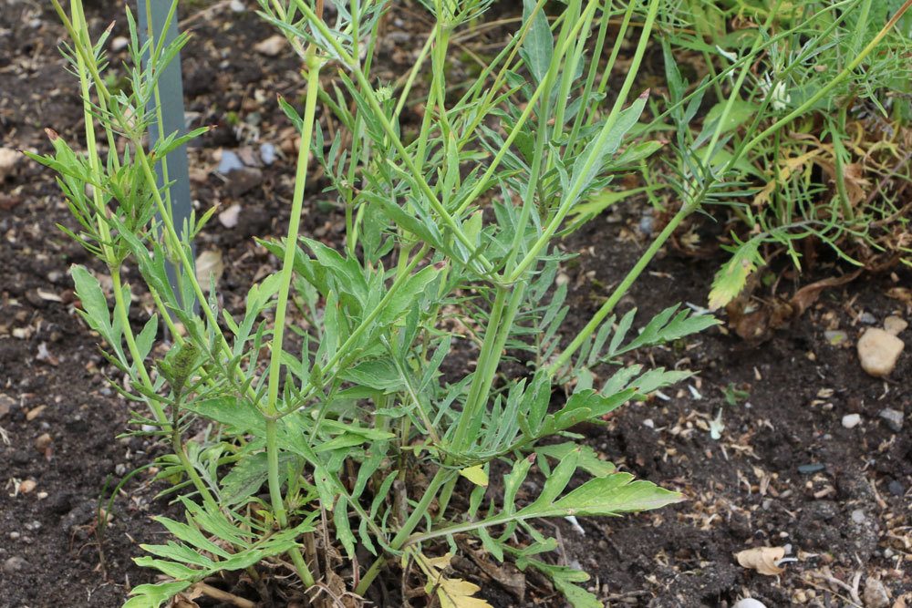 Scabiosa georgica, Georgische Skabiose