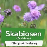 Skabiosen (Scabiosa)