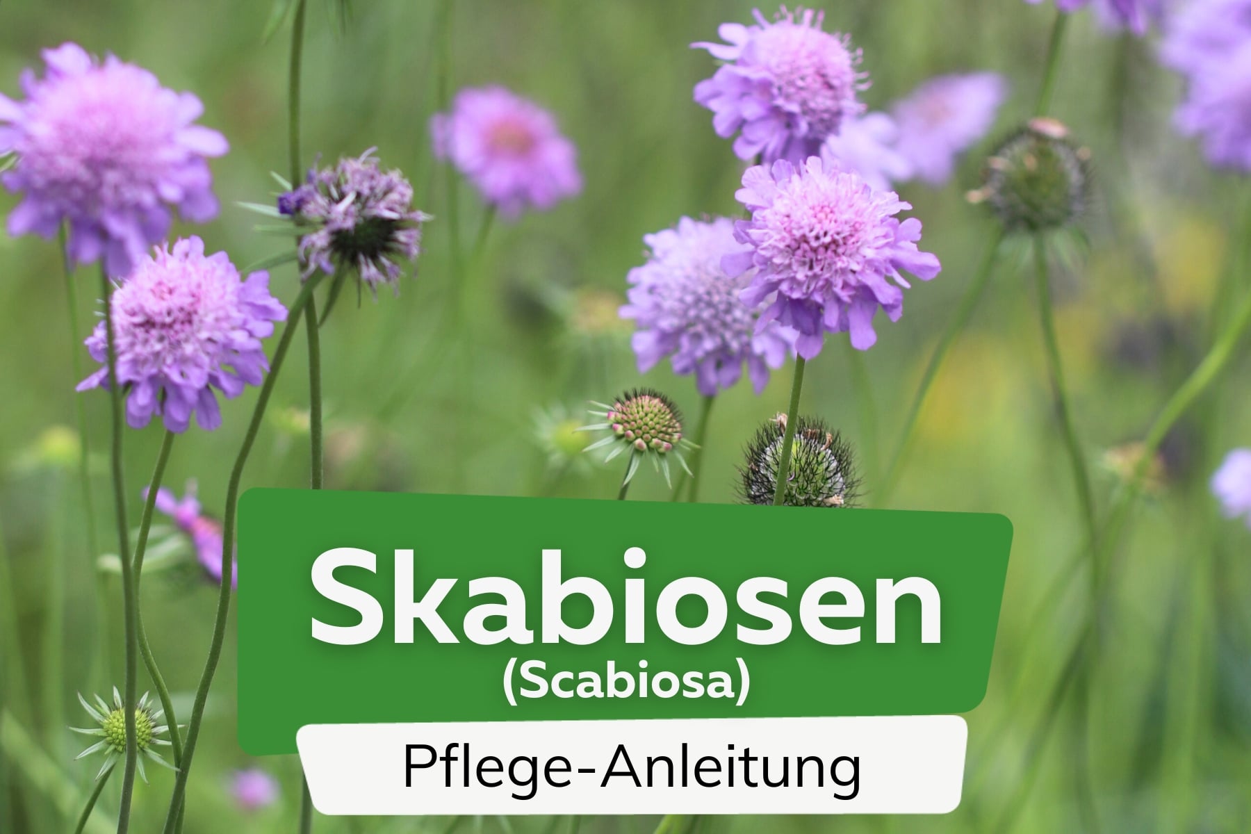 Skabiosen (Scabiosa)