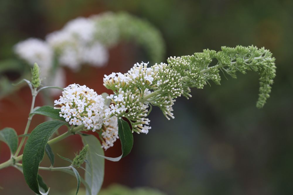 Sommerflieder, Buddleja