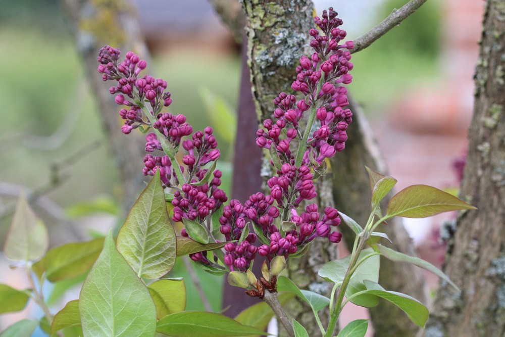 Buddleja, Sommerflieder