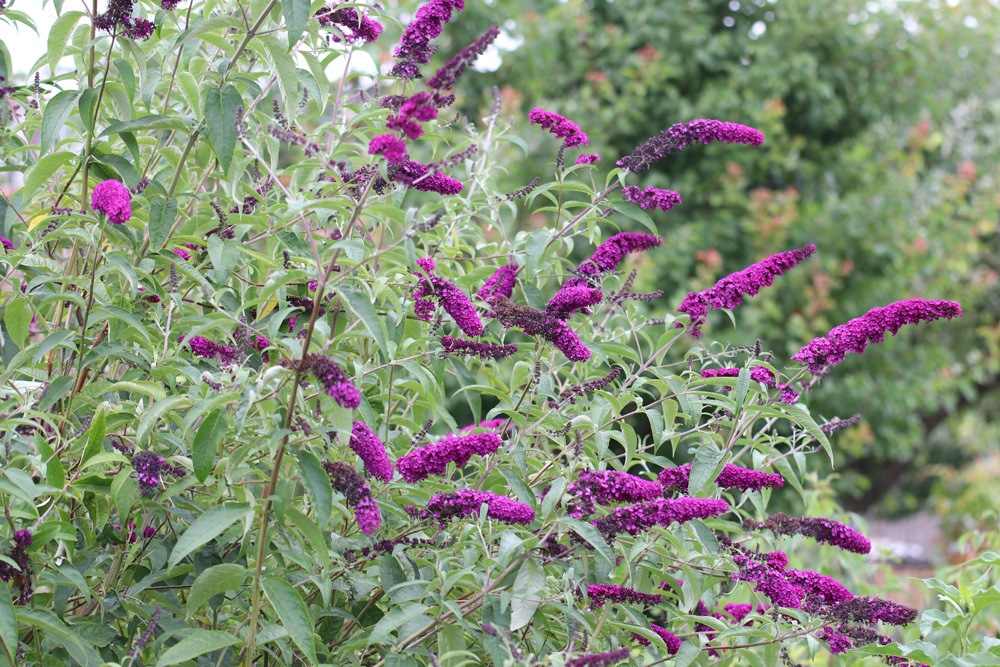 Buddleja pflegen