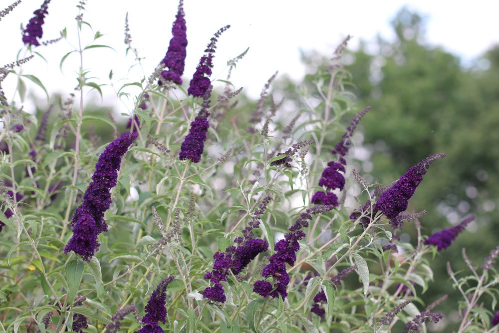 Pflege des Sommerflieder