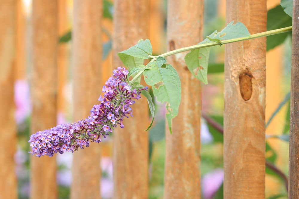 Buddleja, Sommerflieder