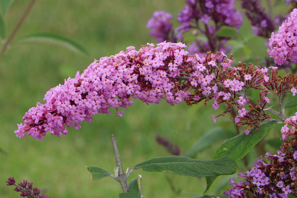 Schmetterlingsflieder, Sommerflieder, Wildstrauch