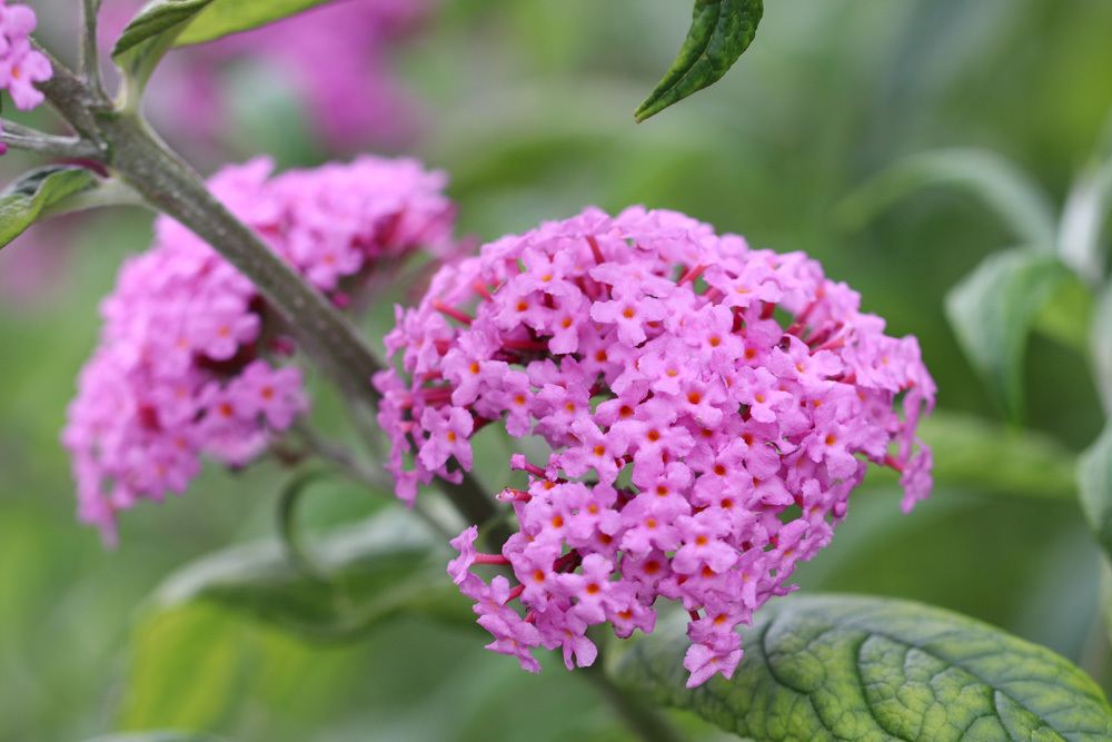 Sommerflieder pflegen