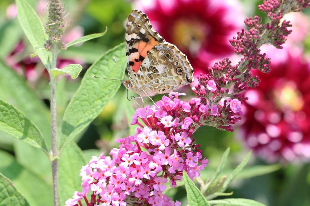 Sommerflieder