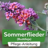 Sommerflieder (Buddleja)