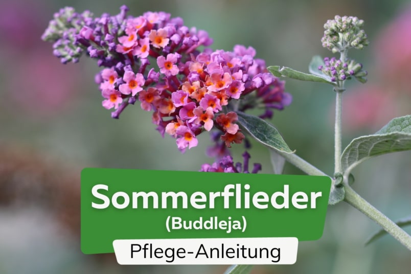 Sommerflieder (Buddleja)