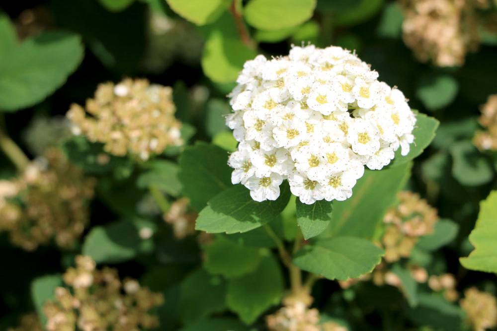 Spiraea, Spierstrauch