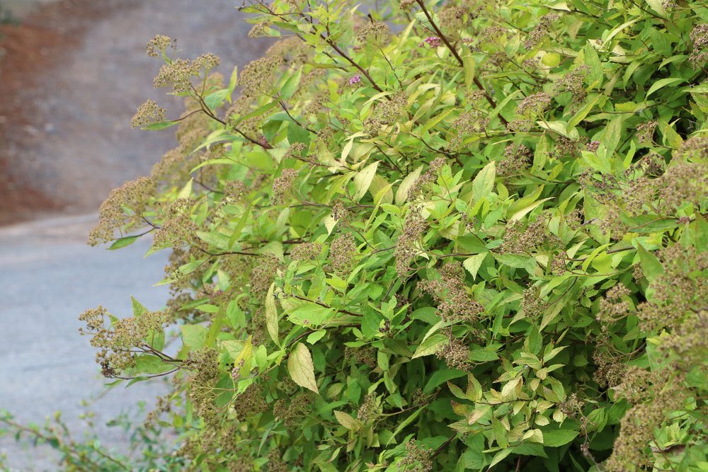 Spiraea japonica, Zwergspiere