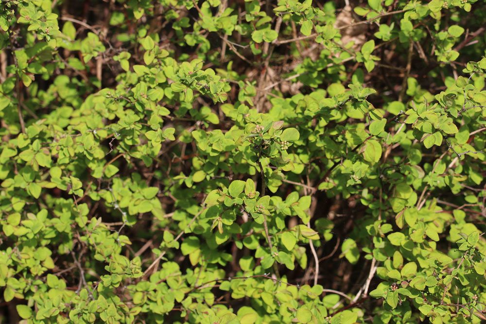 Spiraea media, Karpaten-Spierstrauch