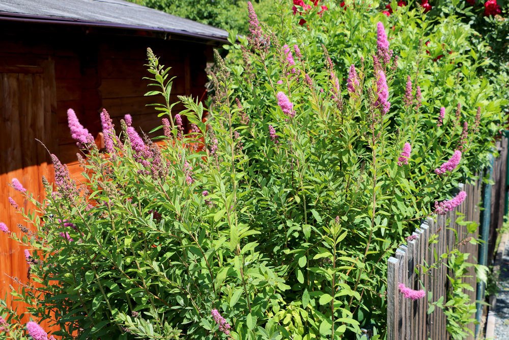 Spiraea salicifolia, Weidenblättriger Spierstrauch