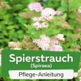 Spierstrauch (Spiraea)