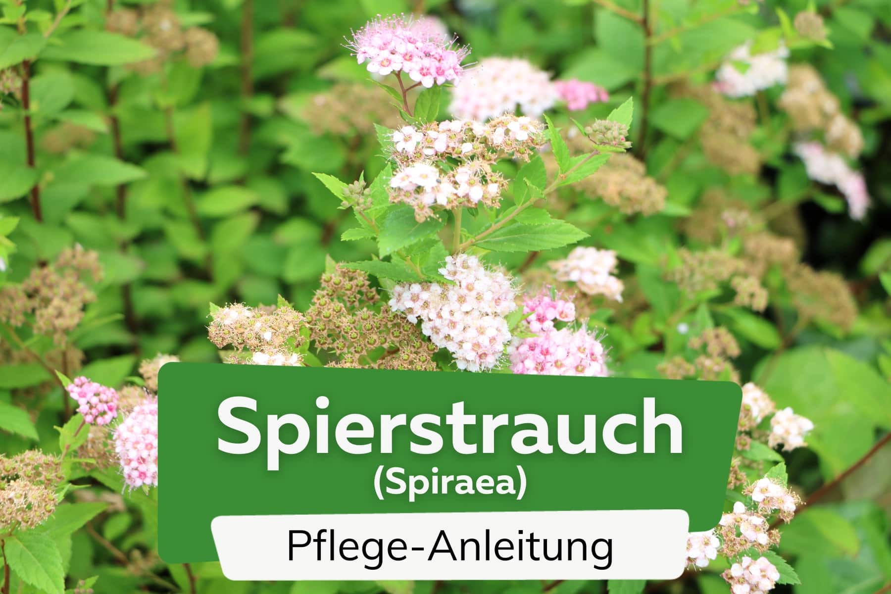 Spierstrauch (Spiraea)