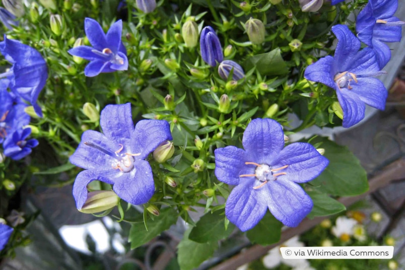 Stern-Glockenblume (Campanula isophylla)