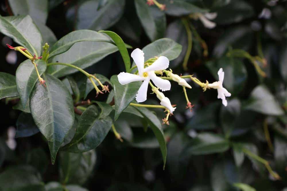 Sternjasmin - Trachelospermum jasminoides