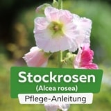 Stockrose (Alcea rosea)